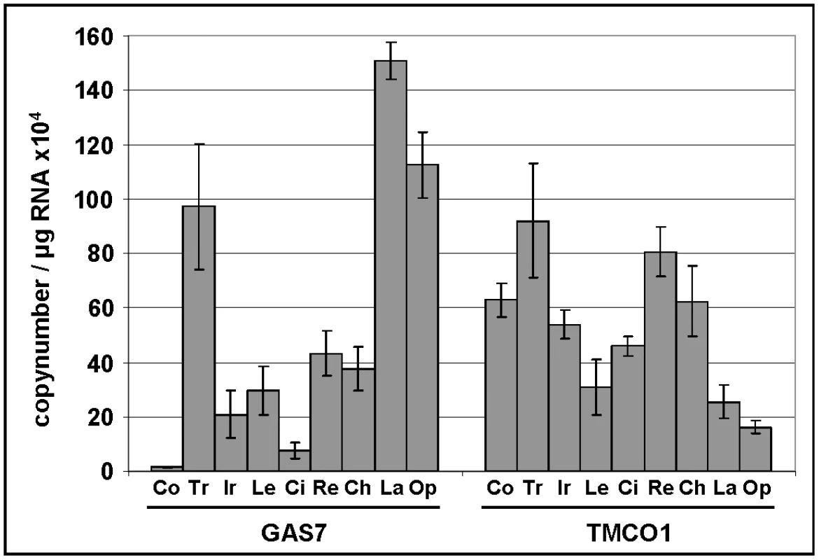 Expression levels of GAS7 and TMCO1 in human ocular tissues.