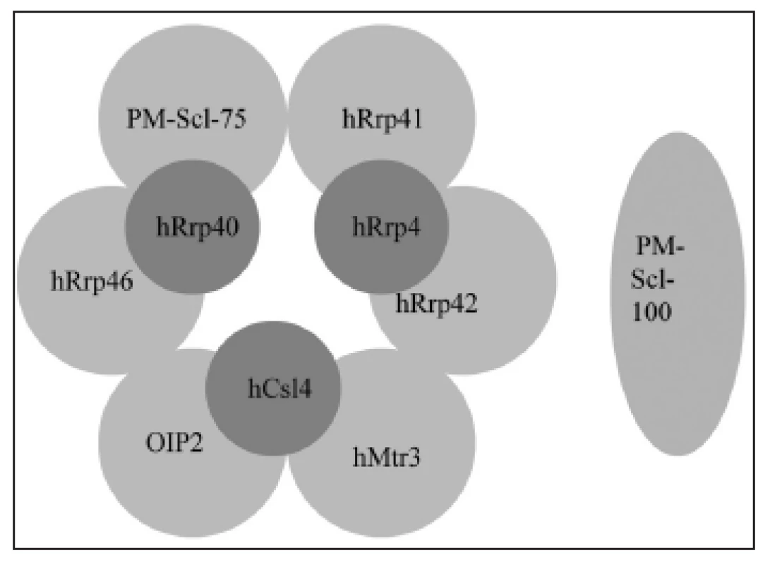 PM-Scl komplex (lidský exozóm) je tvořen prstencem
ze šesti proteinů s RNázovou aktivitou (PM-Scl-75, hRrp42,
hRrp46, hRrp41, hMtr3, OIP2), na kterých leží tři proteiny
schopné vázat RNA (hRrp4, hCsl4, hRrp40).K jádrovému komplexu
exozómu se mohou připojovat další proteiny, např. PMScl100
(upraveno dle (8)).