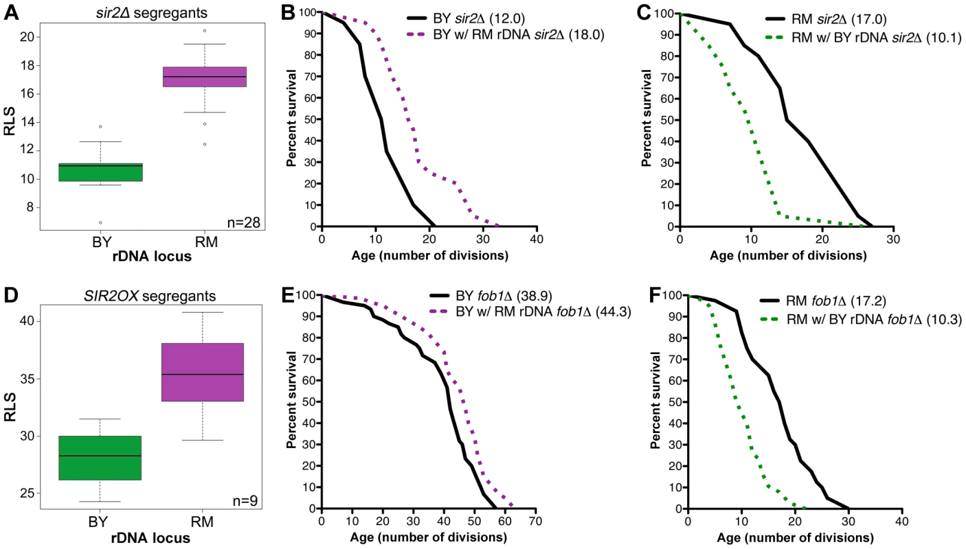 rDNA inheritance regulates lifespan independently of Sir2 and Fob1.