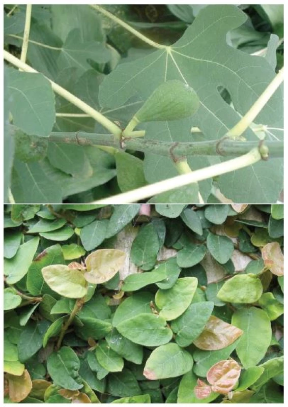 Moraceae (zleva: Ficus carica, Ficus pumila)