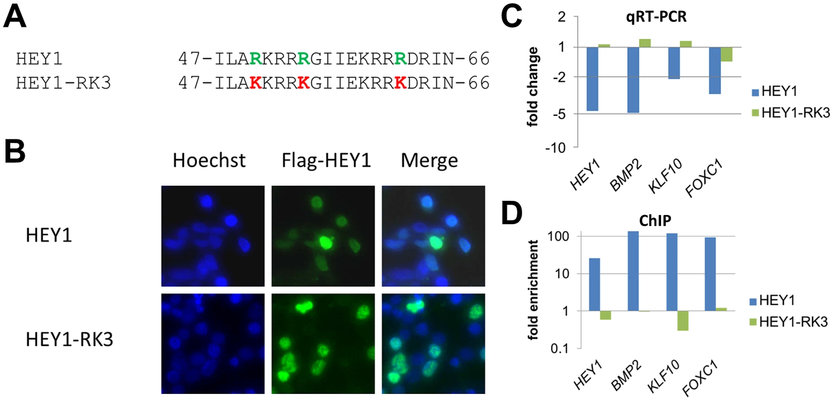 Mutation of putative DNA contacting amino acids in the HEY1 basic domain inactivates its function.