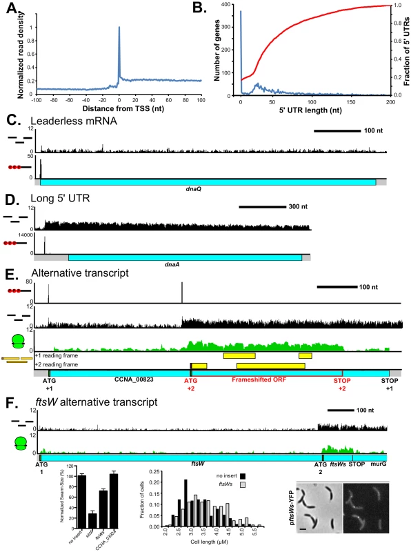 Transcription start site and RNA-seq-derived transcript architecture reveals mRNA complexity.