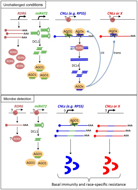 Schematic representation illustrating the relationship between miR472/RDR6 through CNL regulation during Arabidopsis immunity.