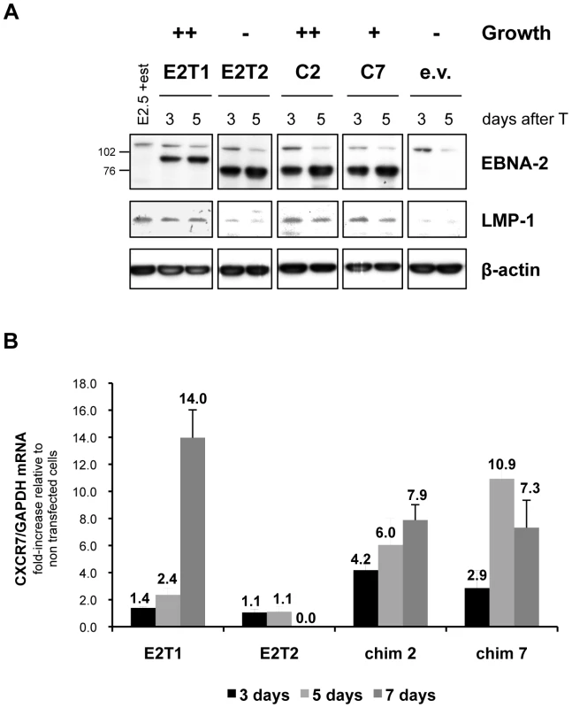 LMP-1 and CXCR7 expression induced by type 1 and type 2 EBNA-2 and chimaeras 2 and 7 correlates with the growth phenotype in the EREB2.5 growth assay.