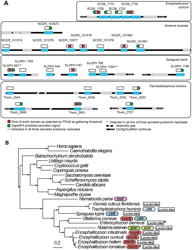 Genomic context of lectin-like proteins and phylogenetic distribution of expanded gene families in microsporidia.