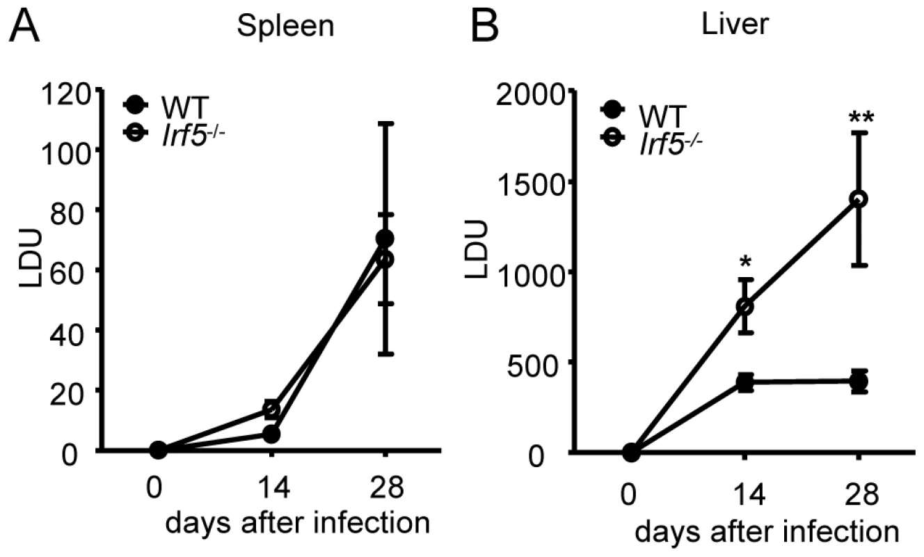 <i>Leishmania donovani</i> infection in <i>Irf5</i><sup>-/-</sup> mice.