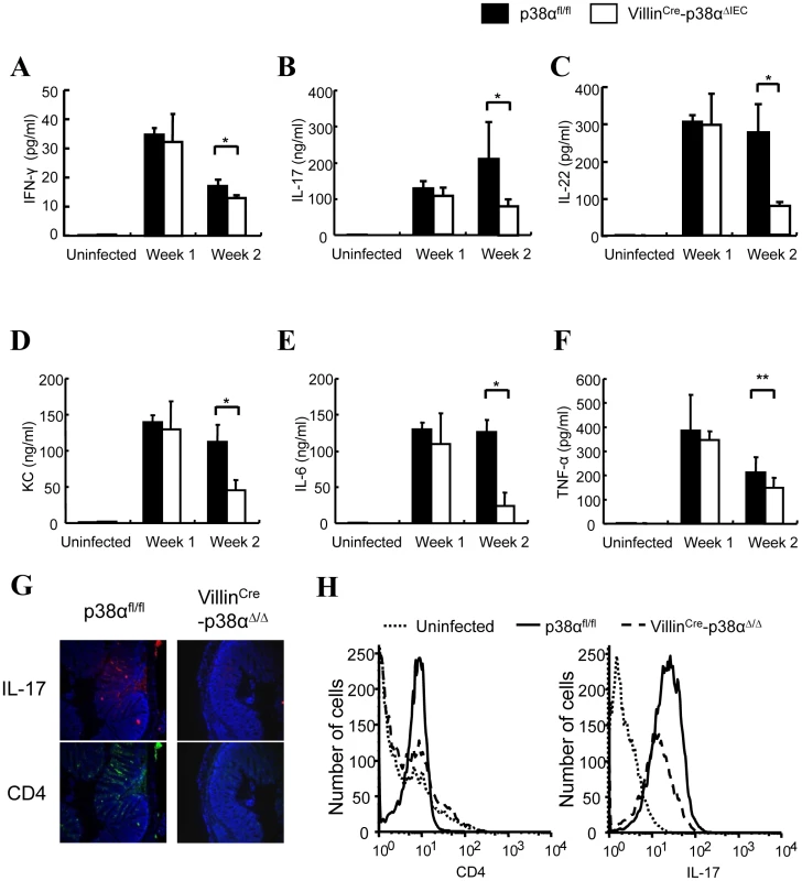 Cytokine expressions in the colon of VillinCre-p38α<sup>ΔIEC</sup> mice are impaired after <i>C. rodentium</i> infection.