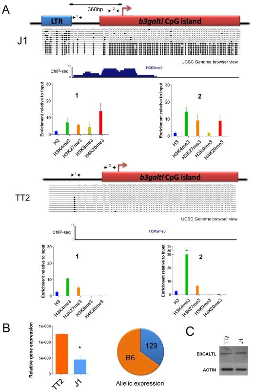Impact of IAP-induced chromatin on the <i>B3galtl</i> gene.