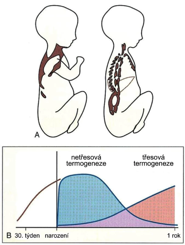 A. Umístění hnědé tukové tkáně na povrchu (vlevo) a v hloubce trupu novorozence
B. Poměr mezi tvorbou tepla netřesovou a třesovou termogenezí v těle novorozence a kojence 
do jednoho roku života