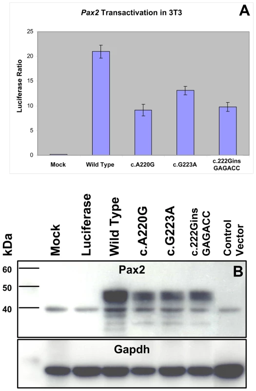 Comparison of wild-type and mutant Pax2 protein transactivation and expression in cell culture.