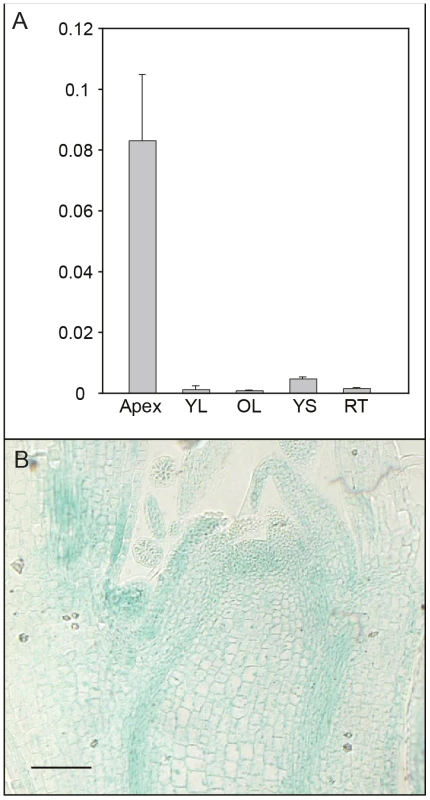 Analysis of tissue-specific <i>AIL1</i> expression pattern.