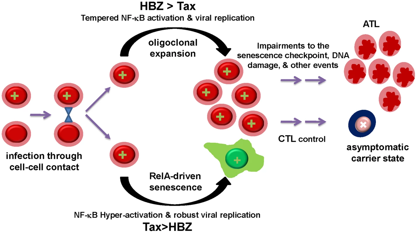 The balance between Tax and HBZ expression regulates the outcome of HTLV-1 infection.