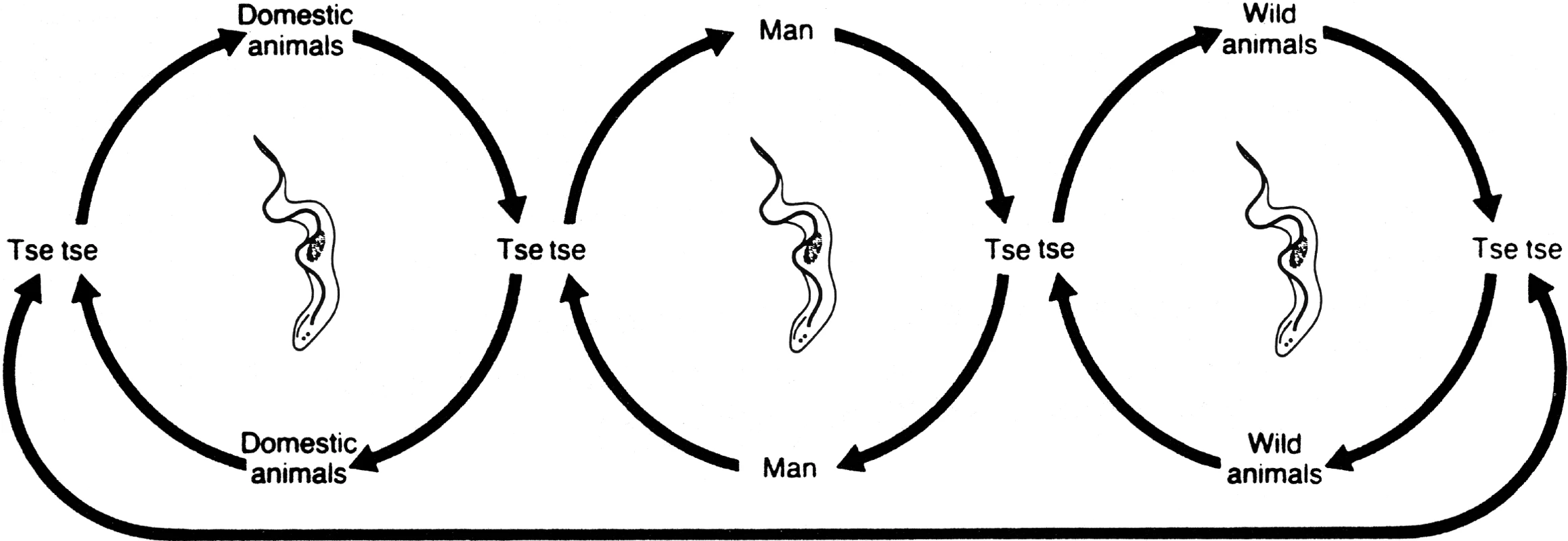 HAT Transmission Cycle