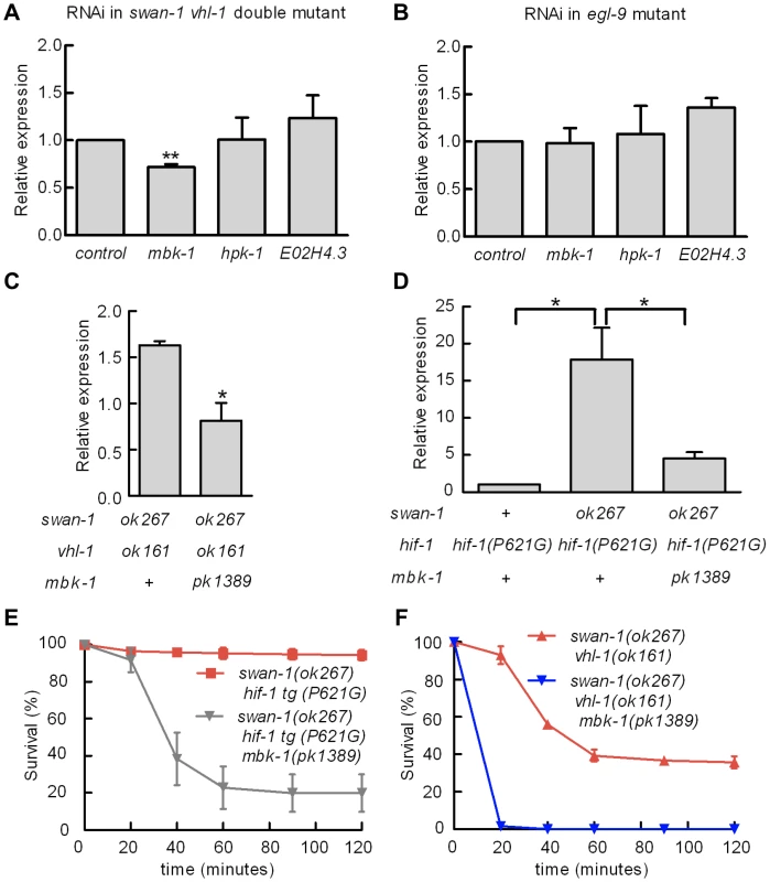 Genetic interactions between <i>swan-1</i> and <i>mbk-1</i>/DYRK to regulate P<i>nhr-57:</i>:GFP expression and resistance to <i>P. aeruginosa</i> fast killing.