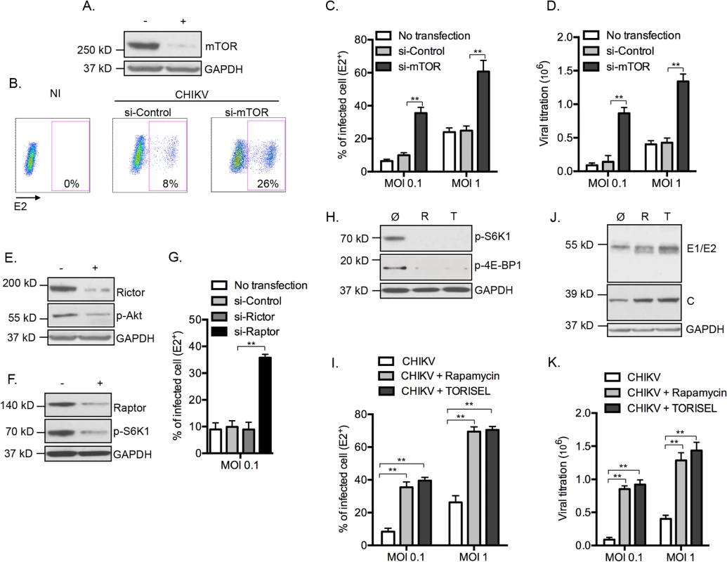 Inhibition of mTORC1 favors CHIKV infection.