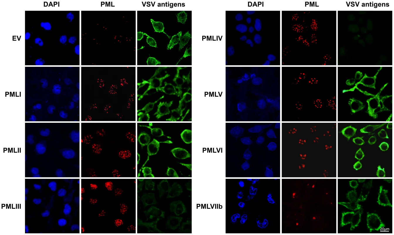 Immunofluorescence analysis on infected cells expressing each PML isoform.