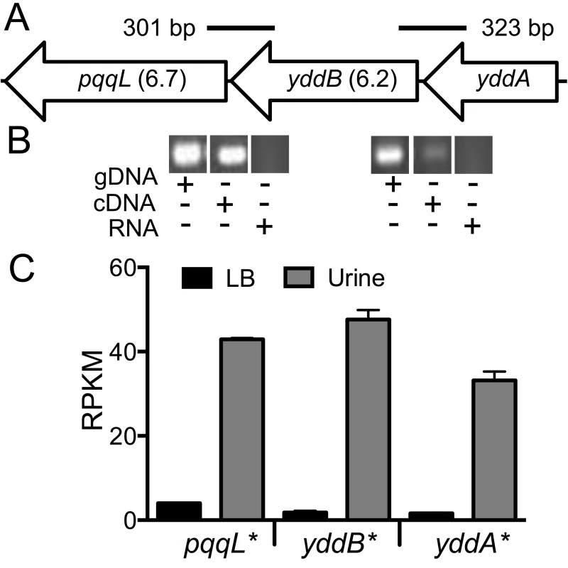 <i>yddABpqqL</i> genes are up-regulated during growth in human urine.