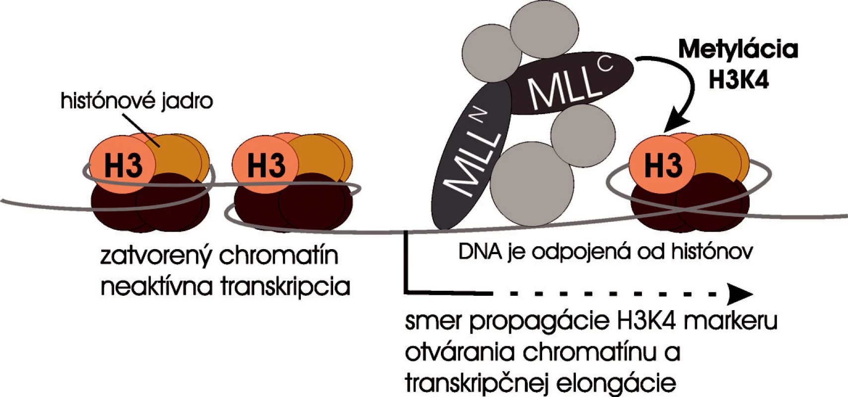 Súčasný model úlohy MLL v transkripčnej regulácii. MLL proteín sa viaže na promótory Hox génov a pomocou C-koncovej domény metyluje histón H3 na lyzíne štyri. Otvorená chromatínová štruktúra sa propaguje v smere transkripcie génu posúvaním MLL spolu s elongačným komplexom po génovom lokusu.