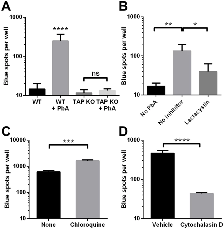 Cross-presentation of PbA antigen by MBECs occurs by the cytosolic pathway.