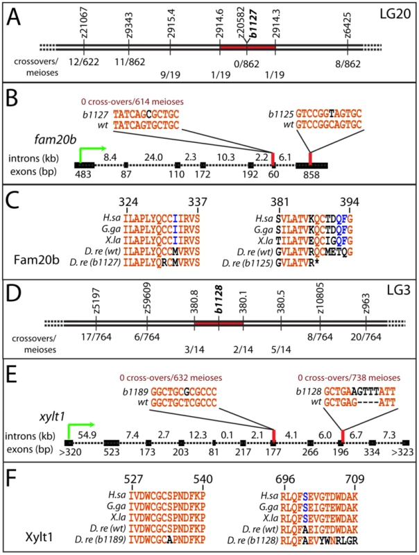Mapping the mutants reveals lesions in <i>fam20b</i> and <i>xylt1</i>.