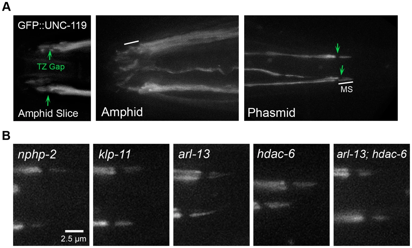 UNC-119 localizes to the proximal cilium in phasmids and does not require DR and InvC genes to target the cilium.
