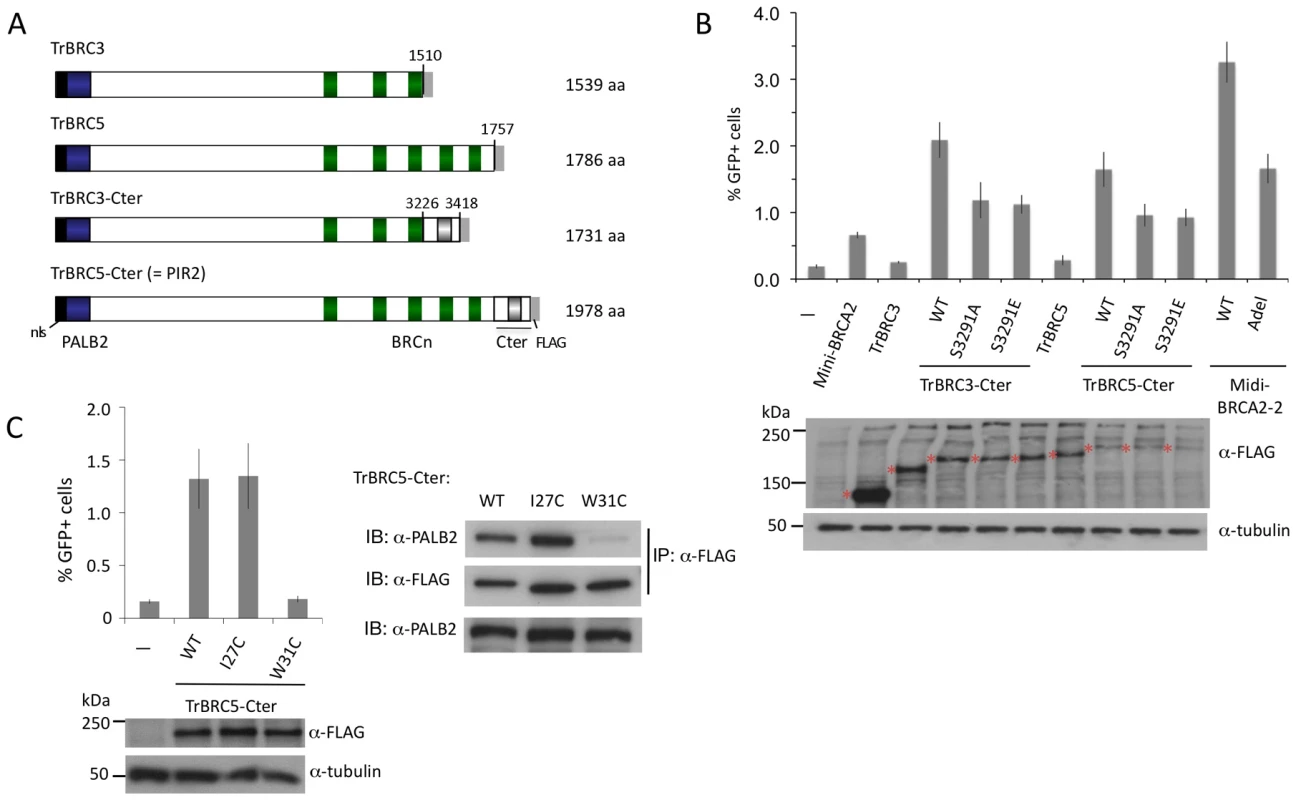 BRCA2 DBD is not required for HR in peptides that bind PALB2.