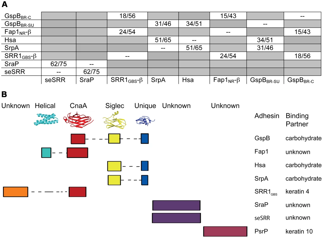 Modular organization of the binding regions within adhesins of the SRR superfamily.