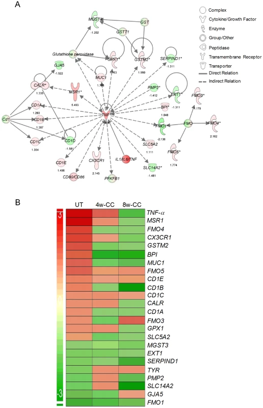 Differential expression of genes involved in the TNF-α network between untreated and CC-3052 treated, <i>Mtb</i> infected rabbits.