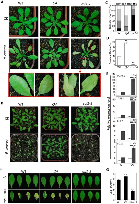 The bHLH subgroup IIId factors negatively regulate JA-mediated plant defense.
