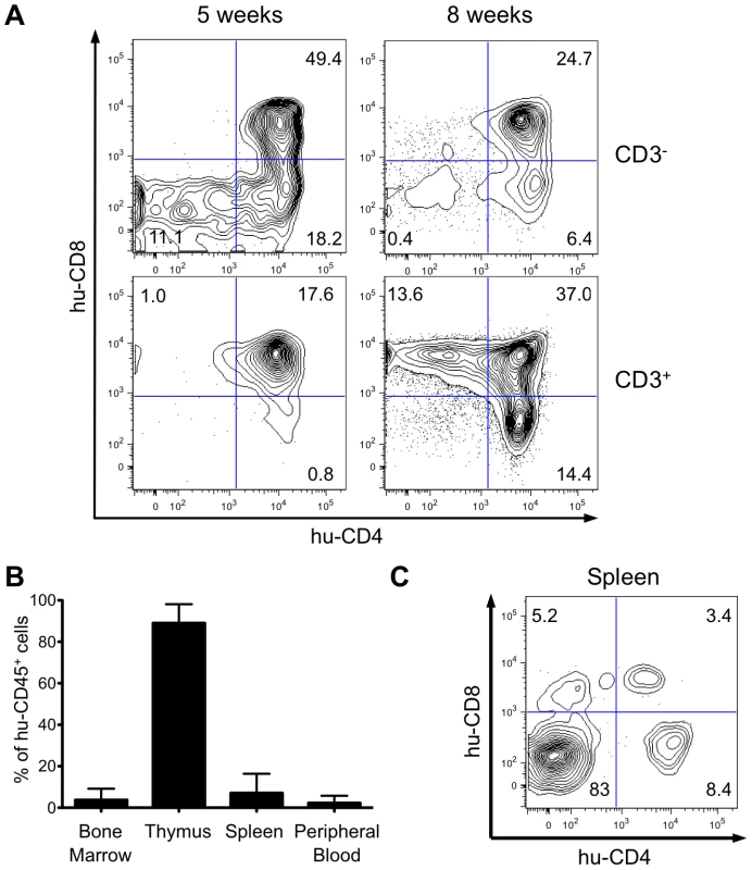 Human hematopoietic cell engraftment and T-cell development in HIS Rag2<sup>-/-</sup>γ<sub>c</sub><sup>-/-</sup> mice.