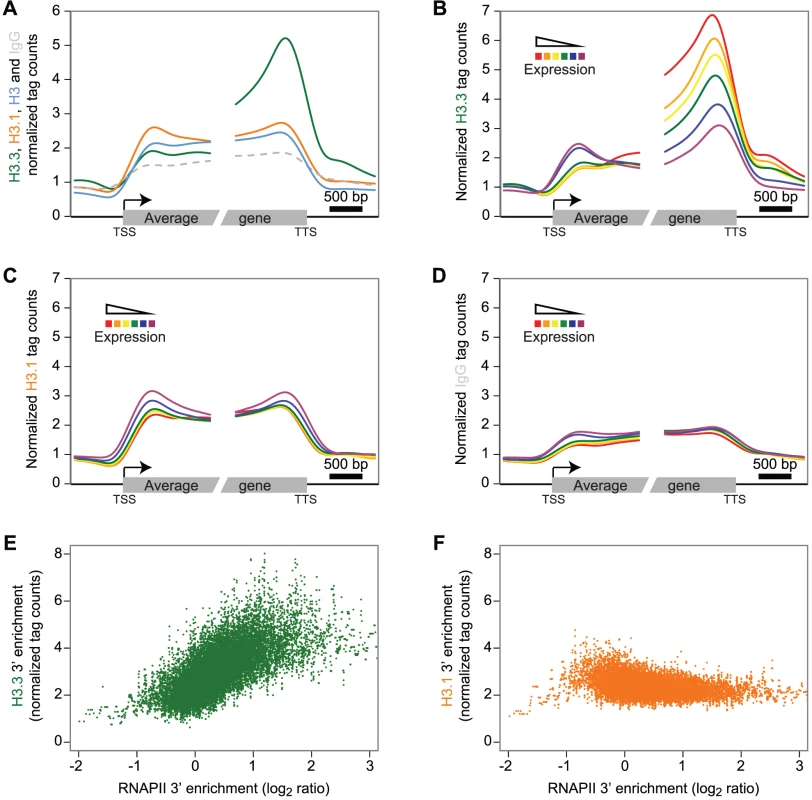 H3.3 enrichment profile over genes correlates with expression and is biased towards the 3′ end.