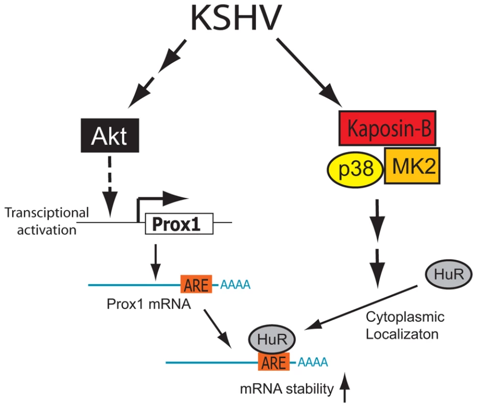 Proposed model of PROX1 mRNA stabilization and upregulation by KSHV and kaposin B.