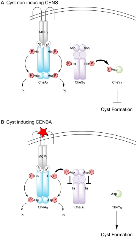 Model for regulation of Che<sub>3</sub> signal transduction pathway.
