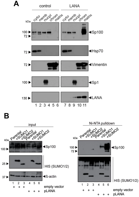 LANA induces relocalization and SUMOylation of Sp100.