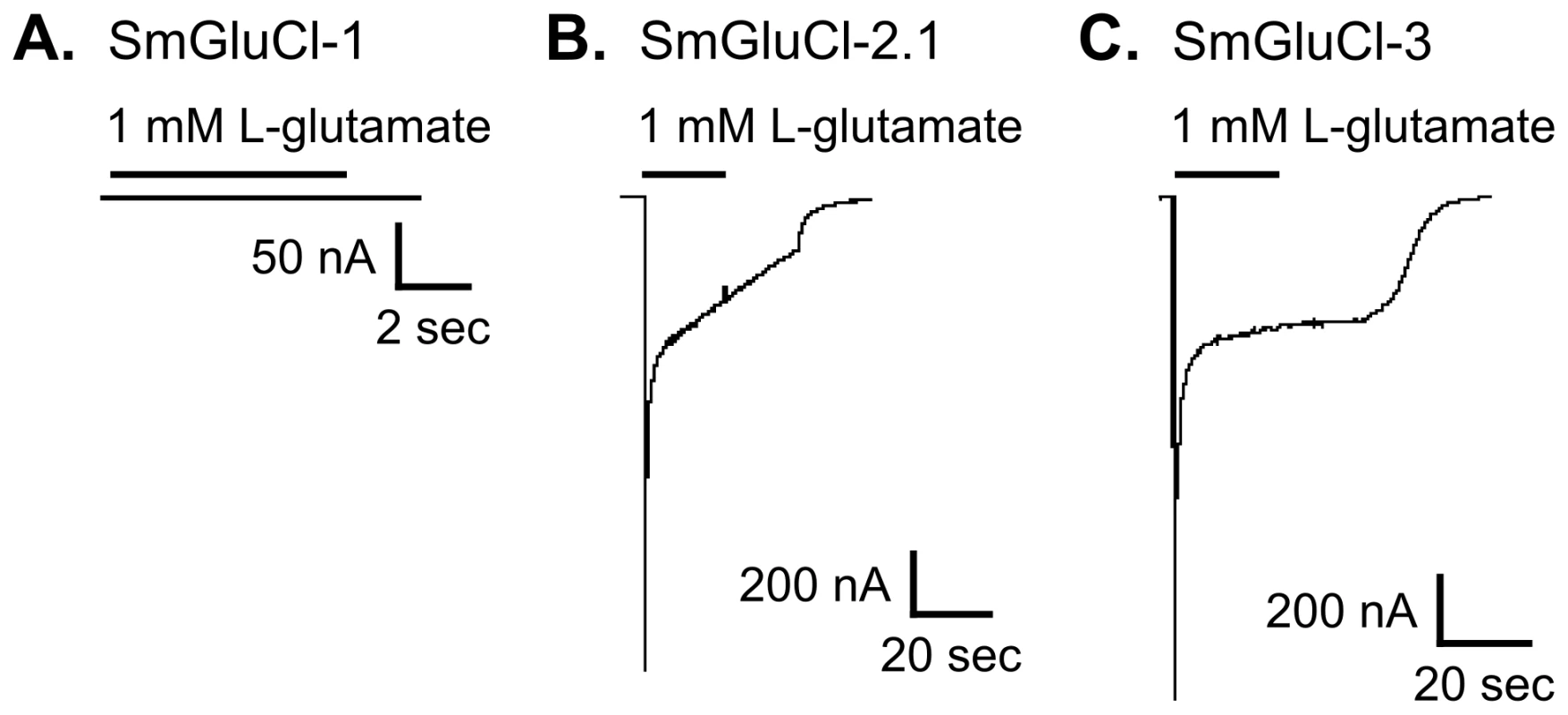 Functional expression of SmGluCl-1, SmGluCl-2, and SmGluCl-3 homo-oligomers in <i>Xenopus</i> oocytes.