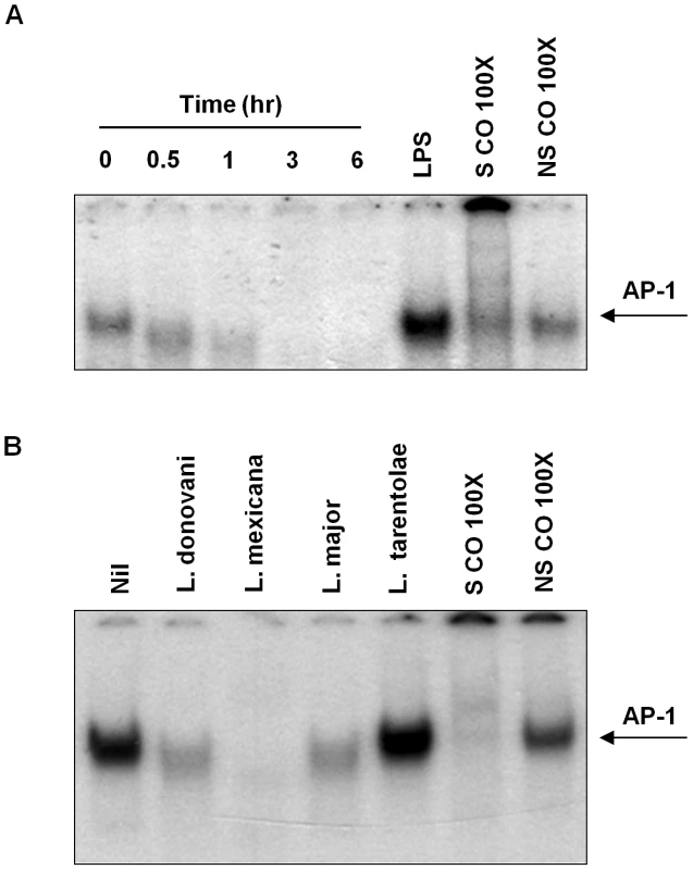 Infection with different species of <i>Leishmania</i> inhibits AP-1 DNA binding activity.