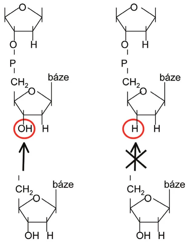 Rozdíl mezi 2-deoxynukleosidem a 2,3-dideoxynukleosidem. Vlevo: 2-deoxy (je možné začlenění dalšího nukleotidu na 3´-OH skupinu). Vpravo: 2,3-dideoxy (začlenění dalšího nukleotidu není možné z důvodu chybějící 3´-OH skupiny).