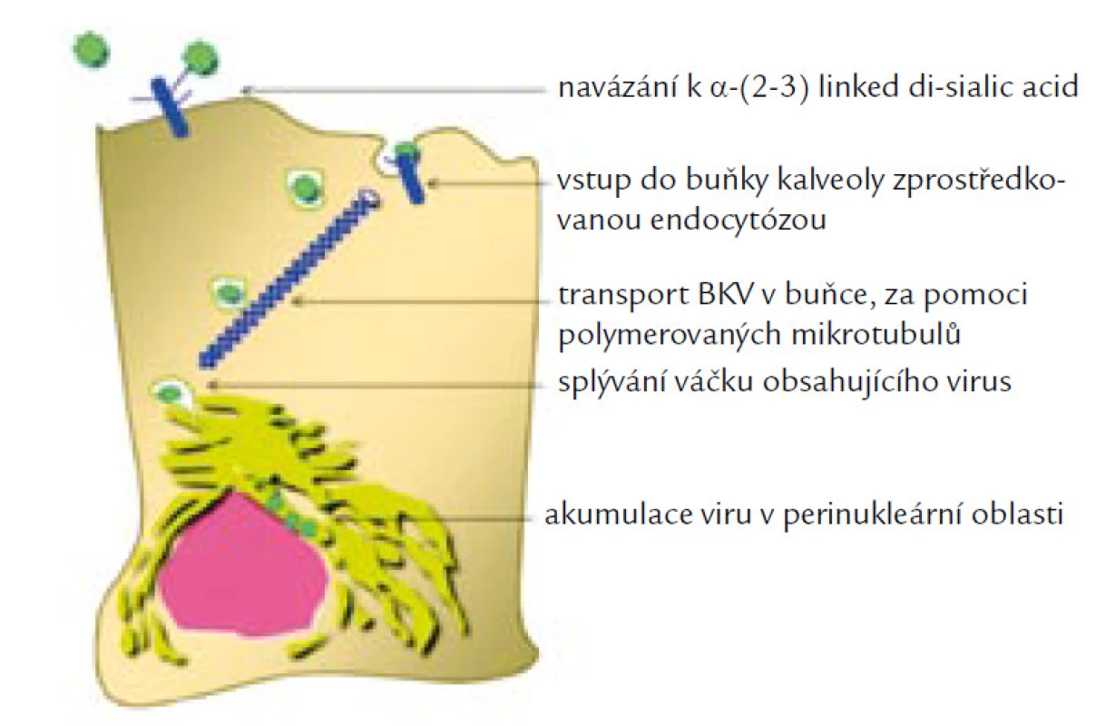 Infekční cesta vstupu BKV do buňky. Podle [12].