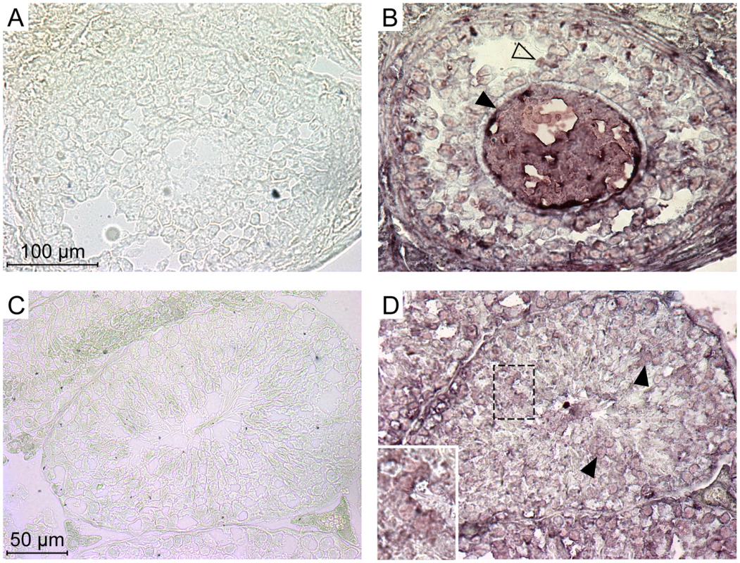 Expression of the Ephrin A proteins in mouse ovary and testis detected by immunohistochemistry.