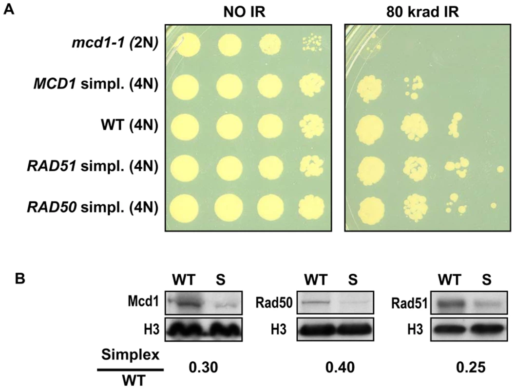 Cells that are simplex for <i>MCD1</i>, but not <i>RAD50</i> or <i>RAD51</i>, are sensitive to ionizing radiation.