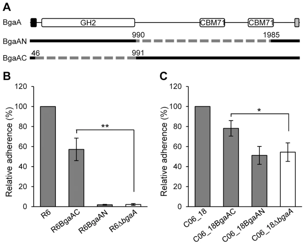 The C-terminal region of BgaA is sufficient to facilitate BgaA mediated pneumococcal adherence.