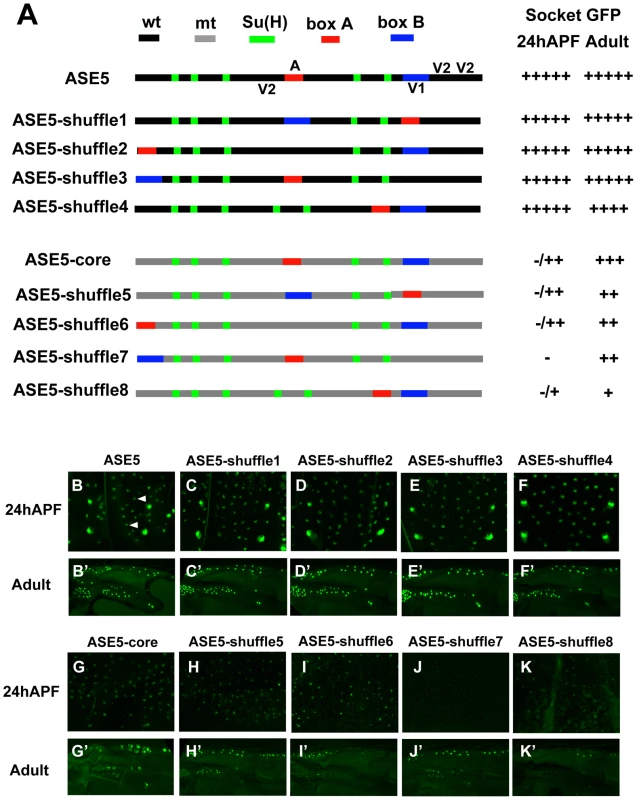 Rearrangement of required sequence elements has little effect on the activity of ASE5.