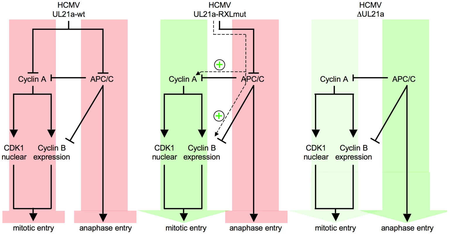 Crosstalk and antagonism between Cyclin A2 and APC/C-inhibitory functions of HCMV-pUL21a.