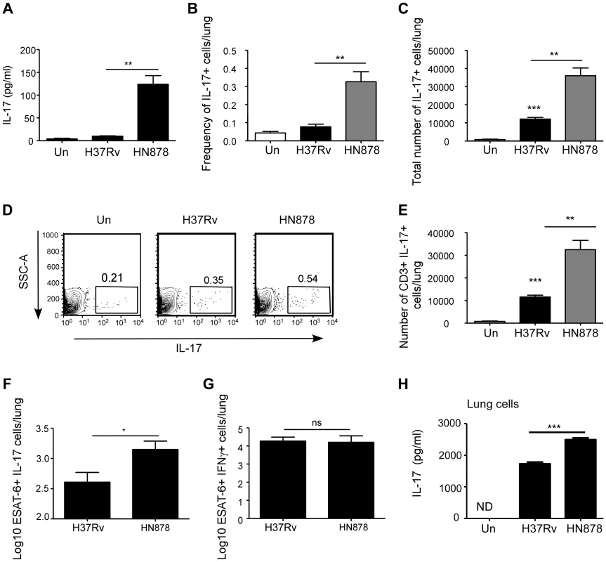 <i>Mtb</i> HN878 induces potent IL-17 responses in infected mice.