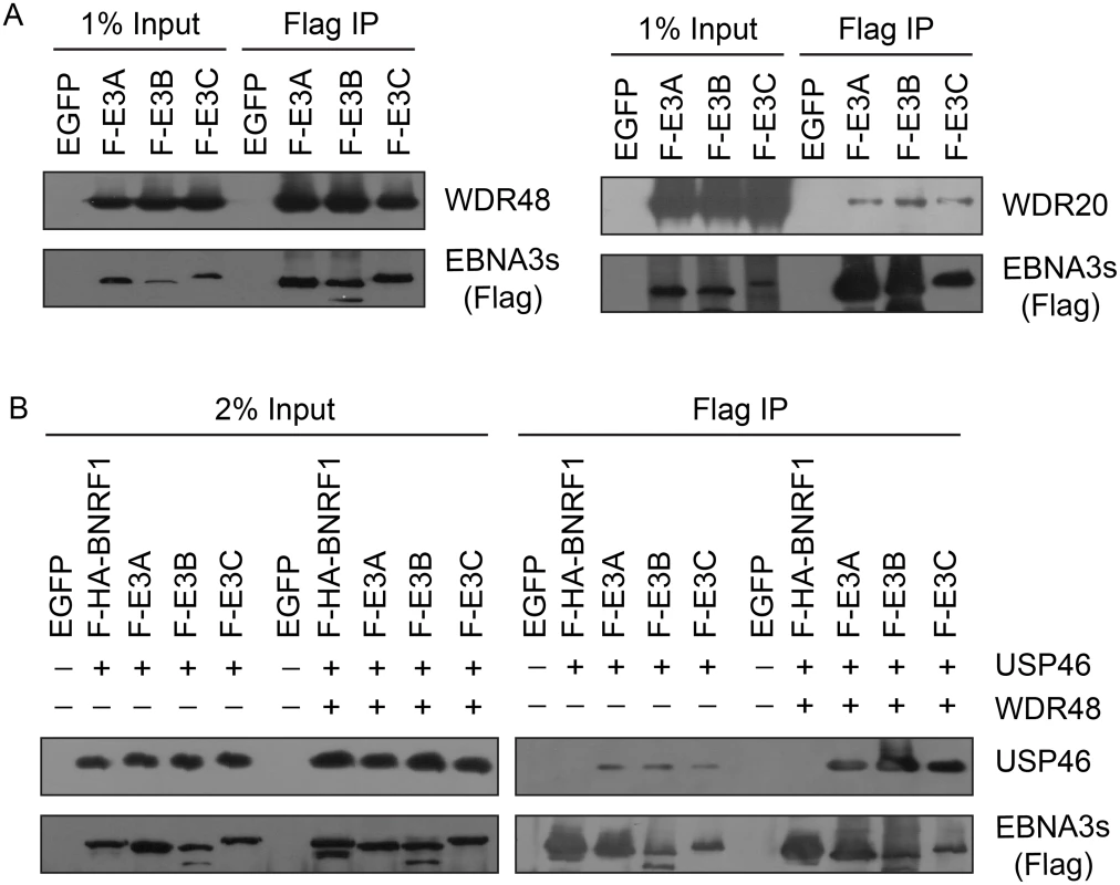 EBNA3 proteins preferentially bind the WDR48 subunit of the USP46 DUB complex.