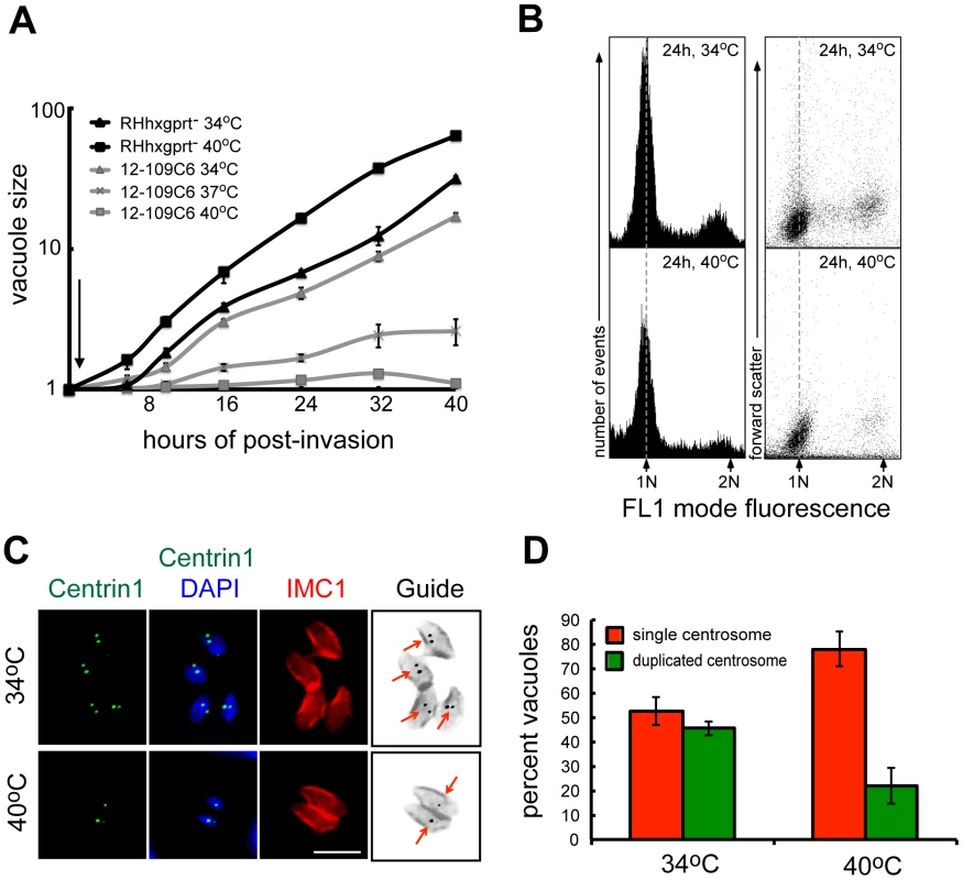 Chemical mutant 12-109C6 conditionally arrests in the G1 phase of the tachyzoite cell cycle.