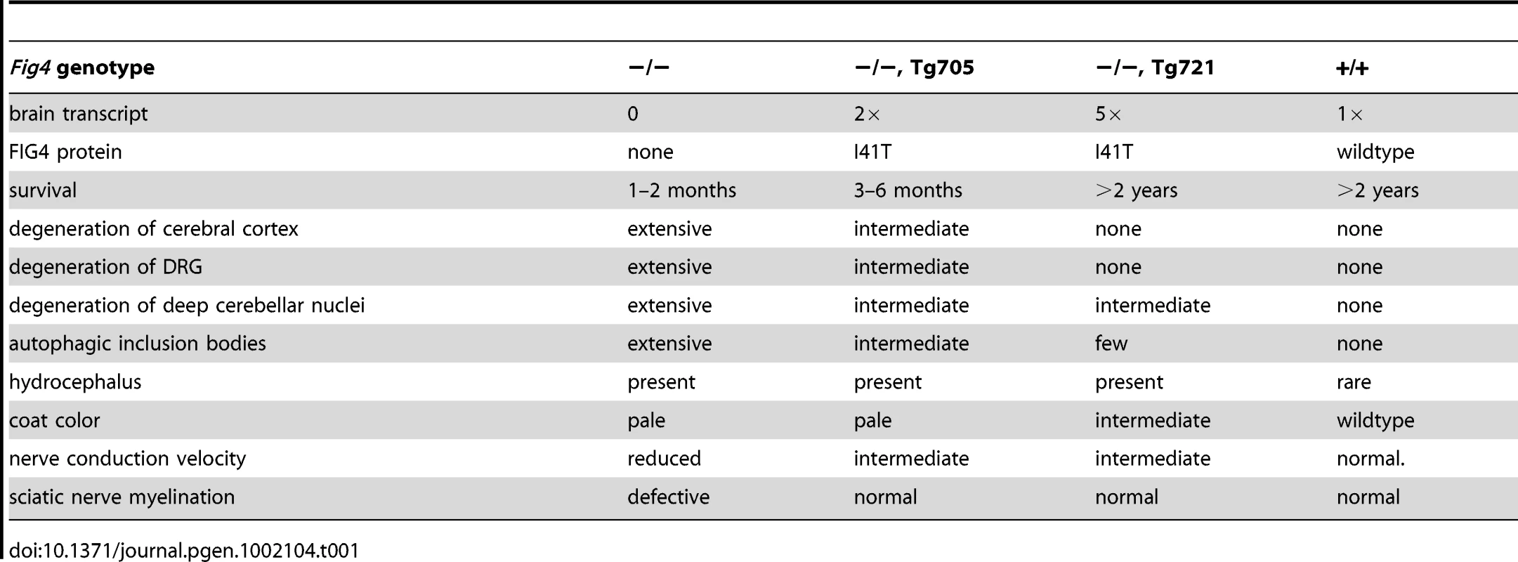 Rescue of various phenotypes of the &lt;i&gt;Fig4&lt;/i&gt; null mice by the Tg705 and Tg721 I41T transgenes.