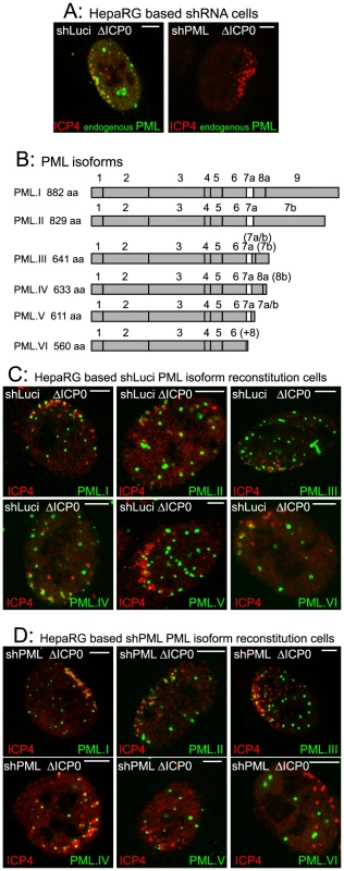 The major nuclear isoforms of PML and their recruitment to sites associated with HSV-1 genomes.