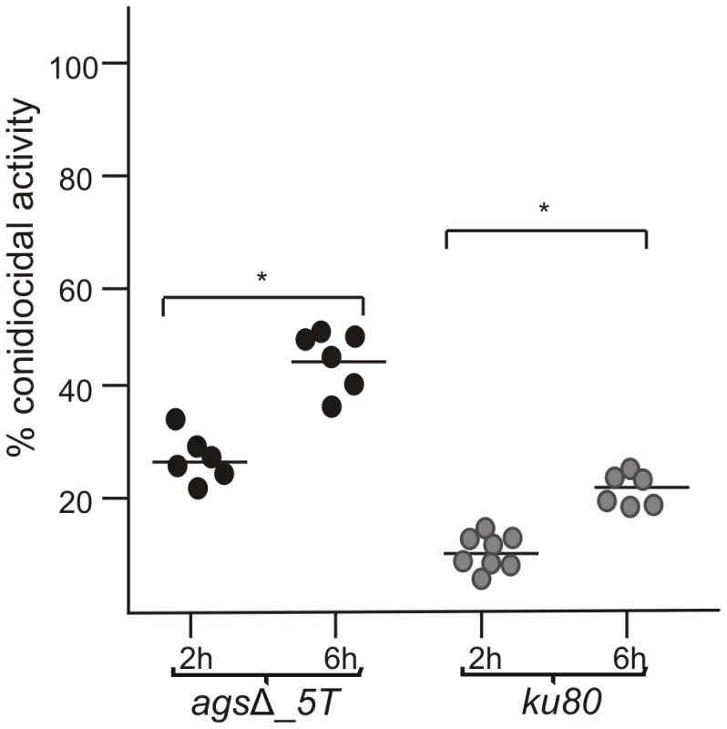 Conidiocidal activity of macrophages isolated from uninfected p47<i><sup>phox</sup></i><sup>−/−</sup> mice against resting conidia of <i>ags</i>Δ_<i>5T</i> and parental (<i>ku80</i>) strains.