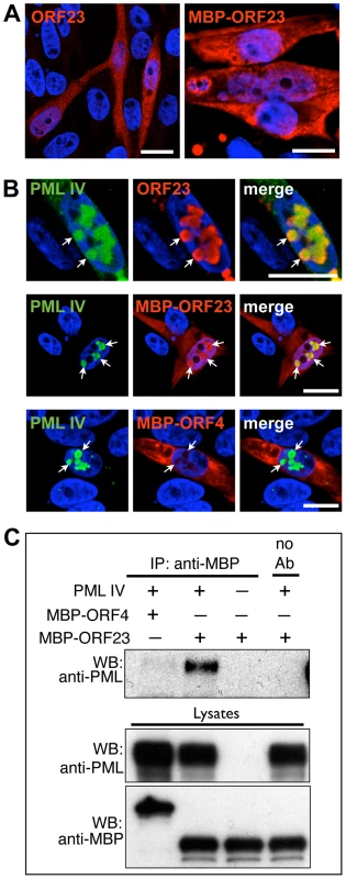 PML IV binds ORF23 capsid protein in the absence of other viral proteins.